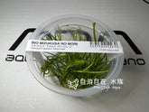 ADA 針葉皇冠草 Echinodorus tenellus 'Green' IC154